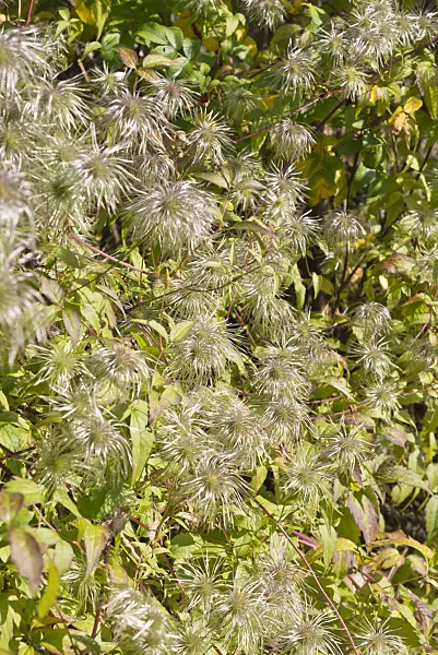 573109 - Clematis (Clematis serratifolia)