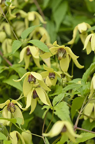 572040 - Clematis (Clematis songarica)