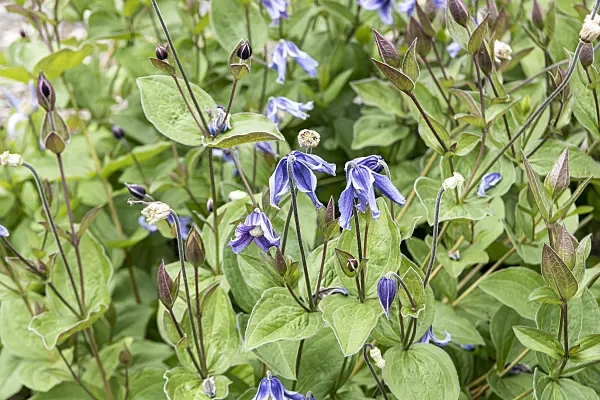 607028 - Clematis (Clematis Stand by Me)