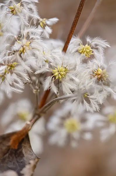 527006 - Clematis (Clematis stans)