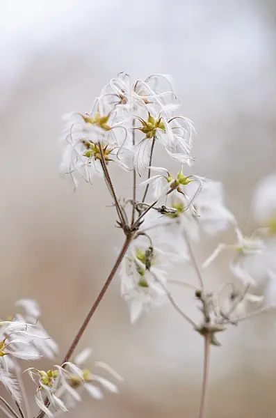 527007 - Clematis (Clematis stans)