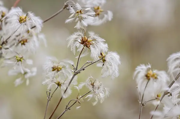 527008 - Clematis (Clematis stans)