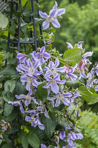 575066 - Clematis (Clematis Star River)