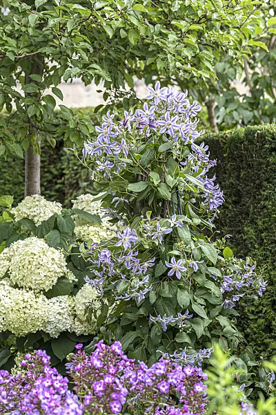 616187 - Clematis (Clematis Star River)