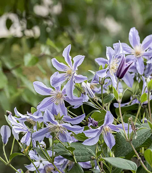 616188 - Clematis (Clematis Star River)