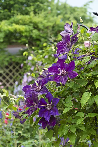 510059 - Clematis (Clematis The President)
