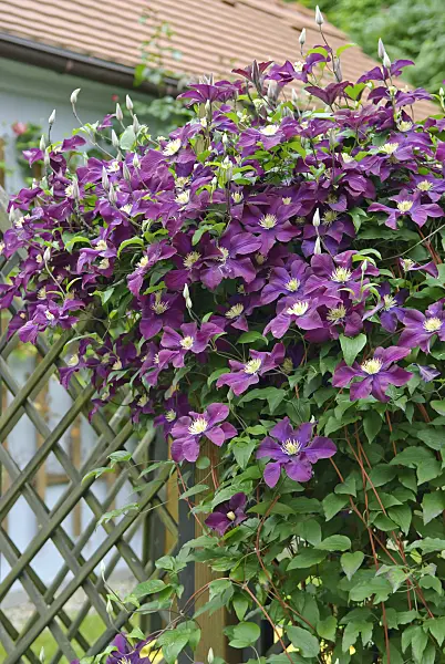 502155 - Clematis (Clematis The Vagabond)