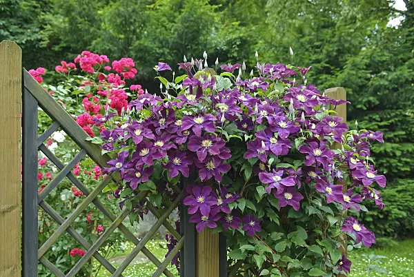 502156 - Clematis (Clematis The Vagabond)