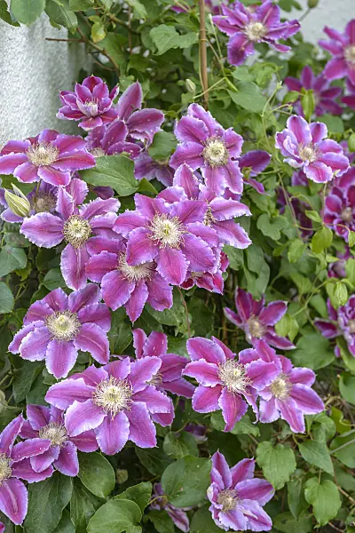 558081 - Clematis (Clematis Tudor)