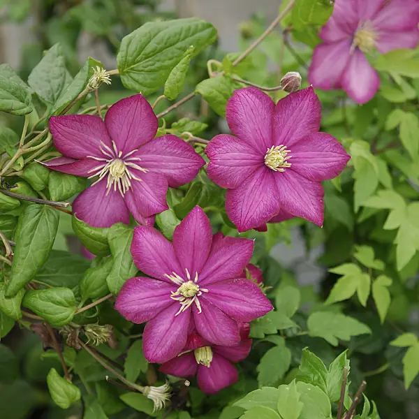 471378 - Clematis (Clematis Ville de Lyon)