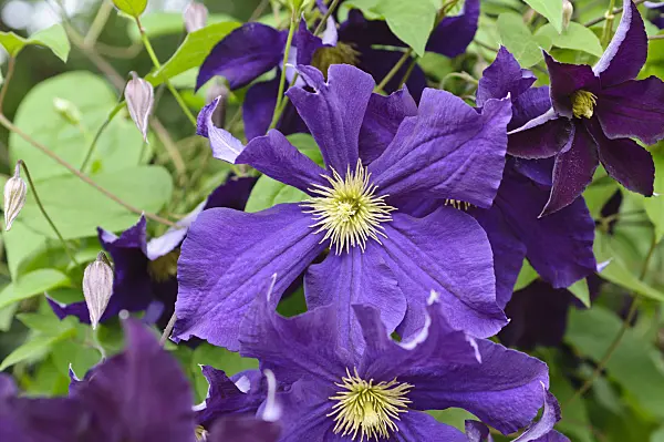 486077 - Clematis (Clematis Viola)