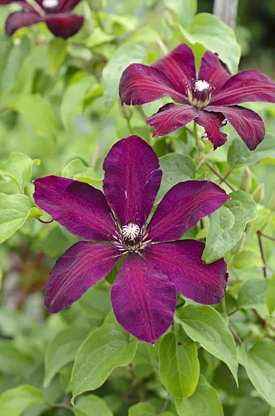 497177 - Clematis (Clematis Westerplatte)