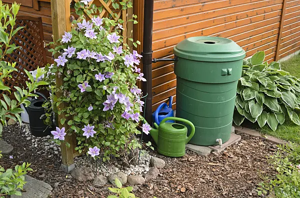 534033 - Clematis (Clematis) with rain barrel and watering cans