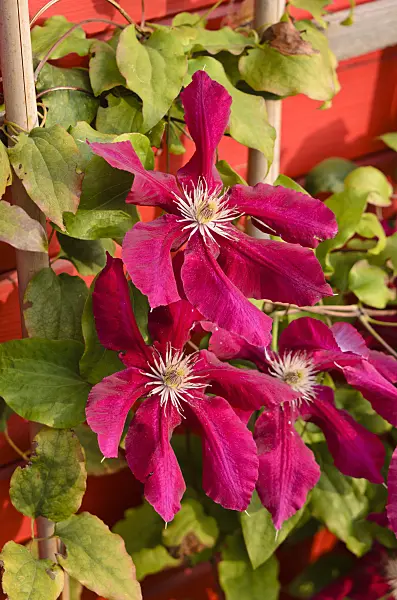 525160 - Clematis (Clematis) with trellis