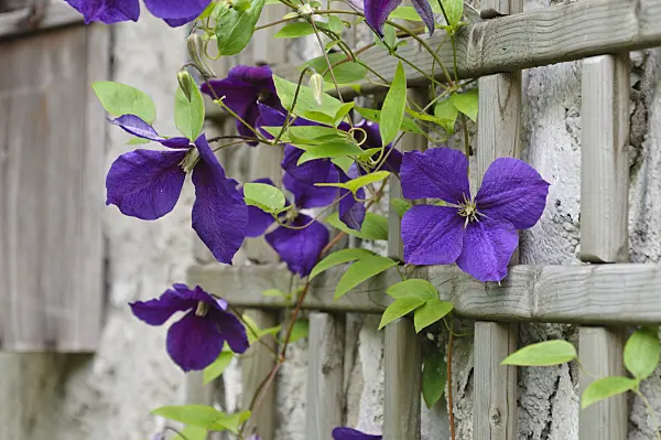 473277 - Clematis (Clematis x jackmanii)
