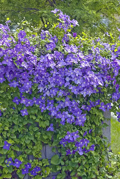 502153 - Clematis (Clematis x jackmanii)