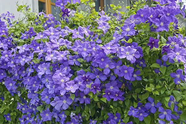 502154 - Clematis (Clematis x jackmanii)