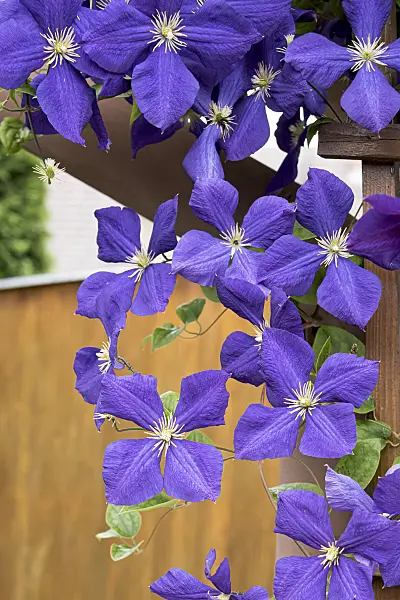 638052 - Clematis (Clematis x jackmanii)