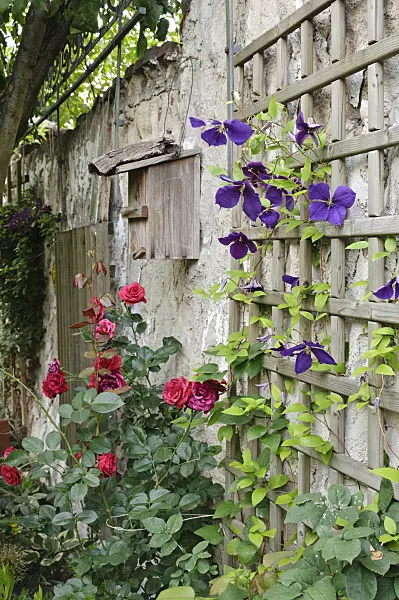 473275 - Clematis (Clematis x jackmanii) and rose (Rosa)
