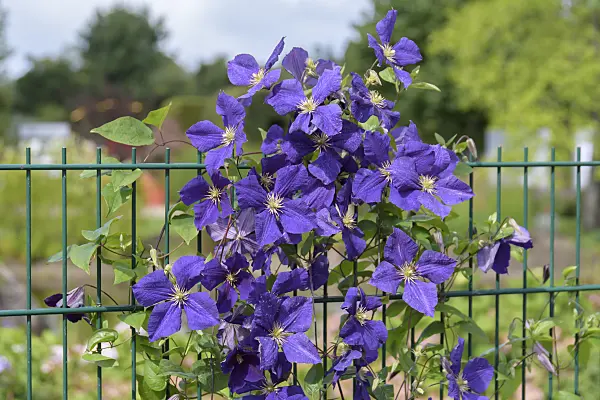 607025 - Clematis (Clematis x jackmanii 'Superba')