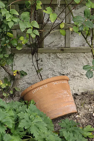 474368 - Clematis (Clematis x jackmanii) with shaded foot