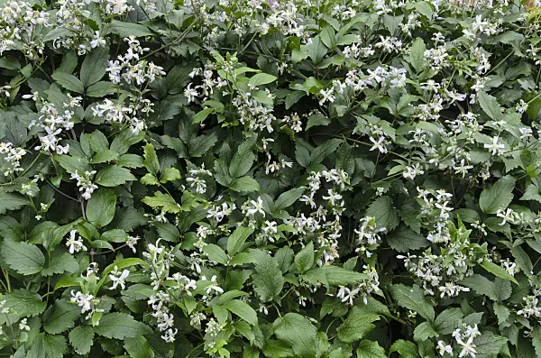 498085 - Clematis (Clematis x jouiniana 'Praecox')