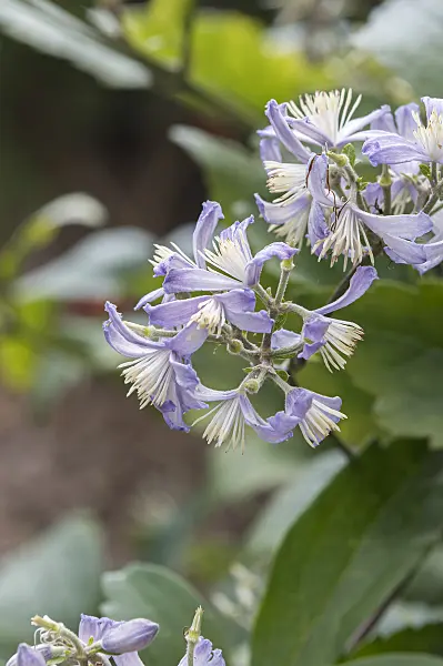 651177 - Clematis (Clematis x jouiniana 'Praecox')