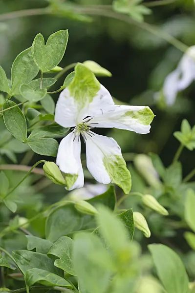 486201 - Clématite bleue (Clematis viticella 'Alba Luxurians')