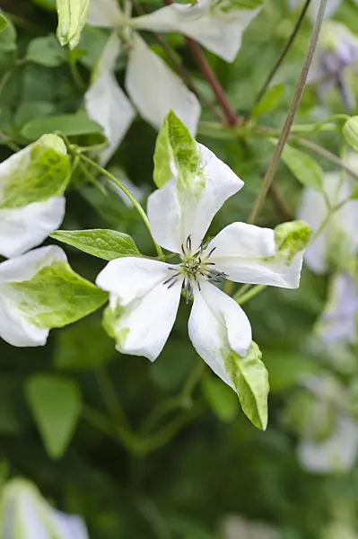 486202 - Clématite bleue (Clematis viticella 'Alba Luxurians')