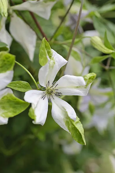 486203 - Clématite bleue (Clematis viticella 'Alba Luxurians')