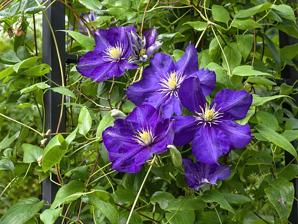 453055 - Clématite bleue (Clematis viticella 'Lady Betty Balfour')