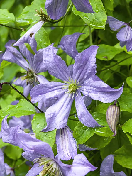 450006 - Clématite bleue (Clematis viticella 'Prince Charles')