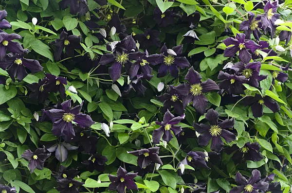 497179 - Clématite bleue (Clematis viticella 'Romantika')