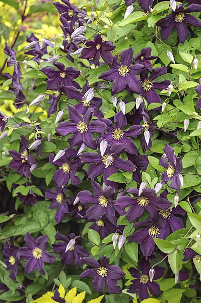 535392 - Clématite bleue (Clematis viticella 'Romantika')