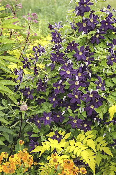535393 - Clématite bleue (Clematis viticella 'Romantika')