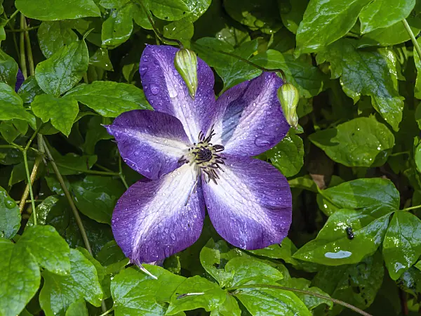 450058 - Clématite bleue (Clematis viticella 'Venosa Violacea')