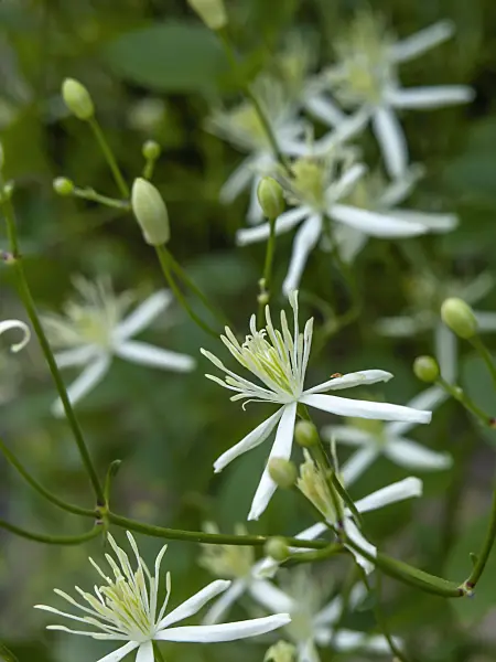 450077 - Clématite brûlante (Clematis flammula)
