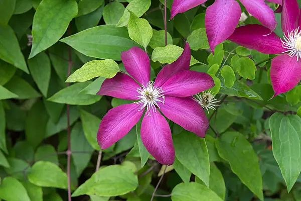 664079 - Clématite (Clematis Bourbon)