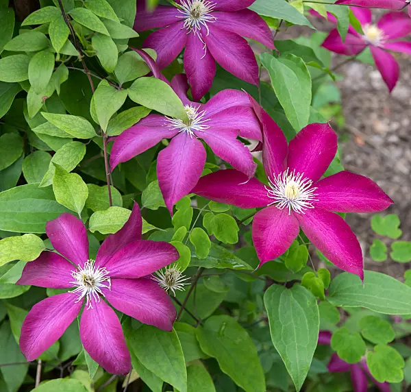 664080 - Clématite (Clematis Bourbon)