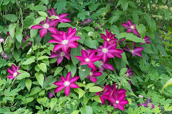 664081 - Clématite (Clematis Bourbon)
