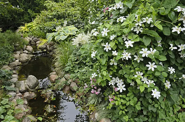 546052 - Clématite (Clematis) chez un ruisseau