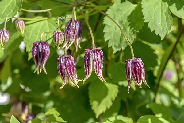 575067 - Clématite (Clematis chiisanensis)