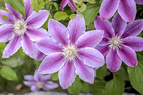 547113 - Clématite (Clematis Dr. Ruppel)
