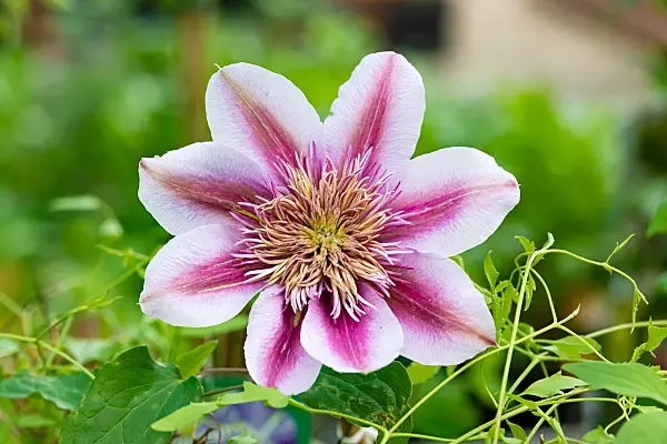 664082 - Clématite (Clematis Empress)