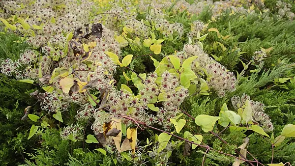 513167 - Clématite (Clematis) et genévier (Juniperus)