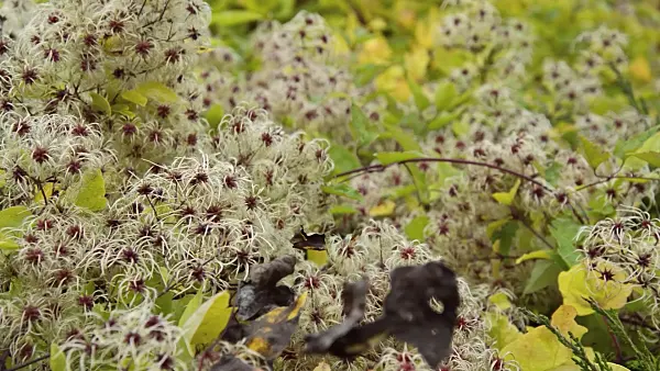 513168 - Clématite (Clematis) et genévier (Juniperus)