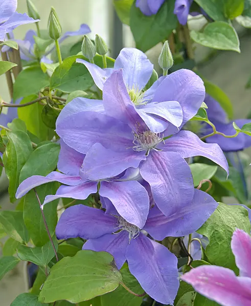 502152 - Clématite (Clematis General Sikorski)
