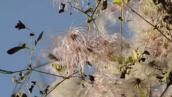 513076 - Clématite (Clematis glauca)