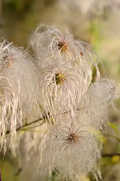 524152 - Clématite (Clematis glauca)