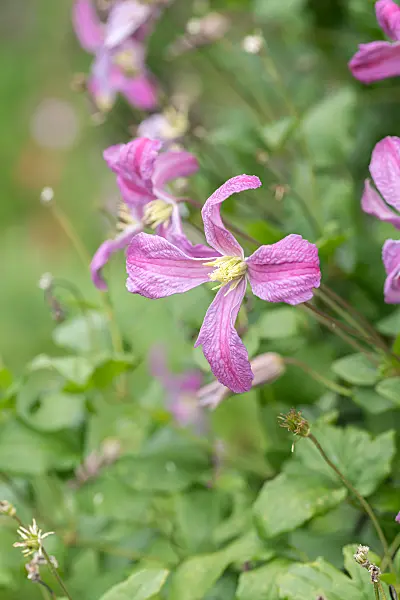 664083 - Clématite (Clematis Inspiration)